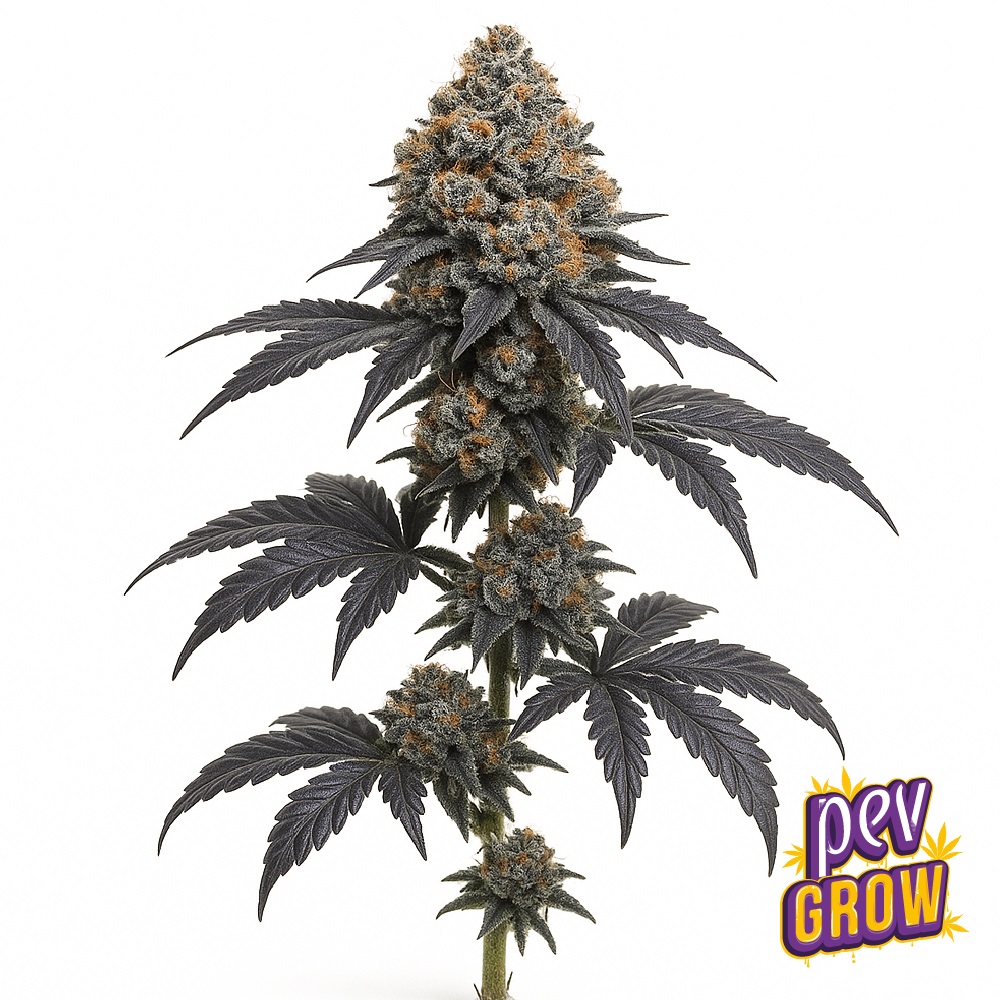 Black Ice Spain Seeds